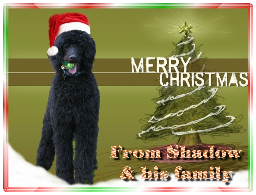 Name:  shadow-christmas-card-3.jpg
Views: 34862
Size:  291.5 KB