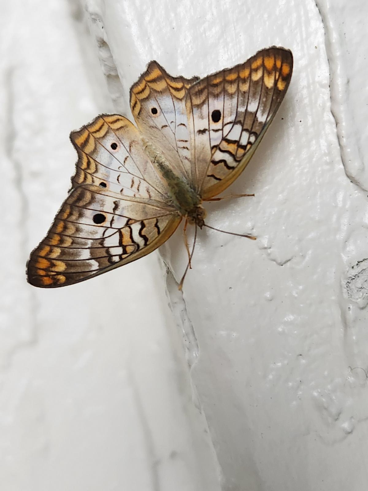 Name:  moth.jpg
Views: 880
Size:  131.9 KB