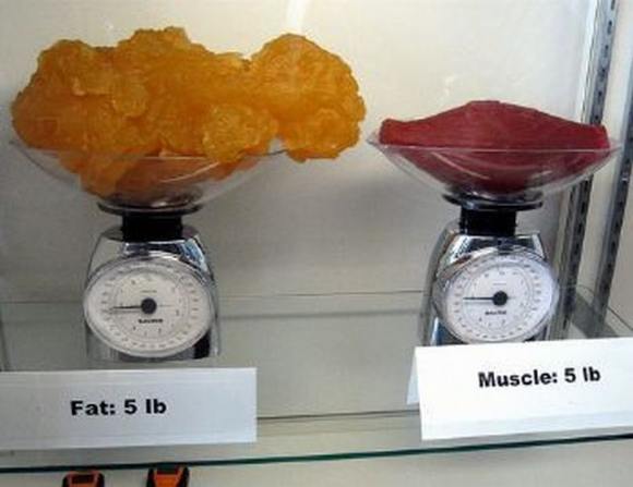 Name:  Fat and muscle..jpg
Views: 3296
Size:  27.6 KB