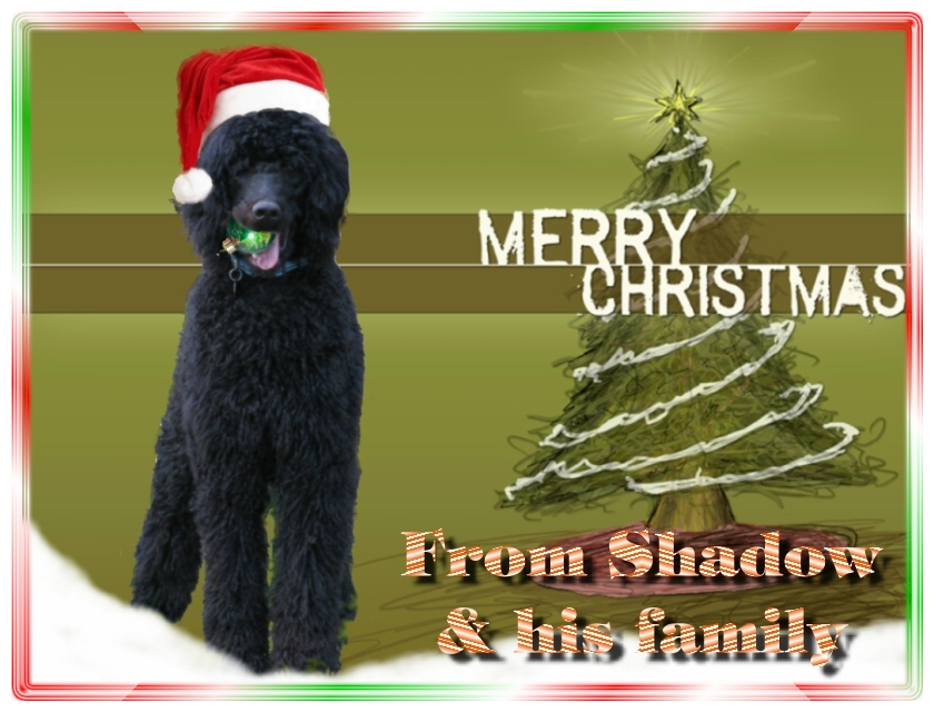 Name:  shadow-christmas-card-3.jpg
Views: 34596
Size:  291.5 KB