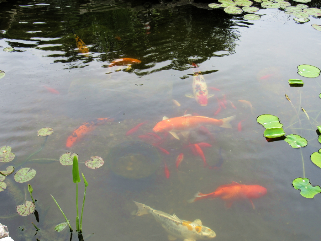 Name:  pond-fish.jpg
Views: 20013
Size:  648.7 KB