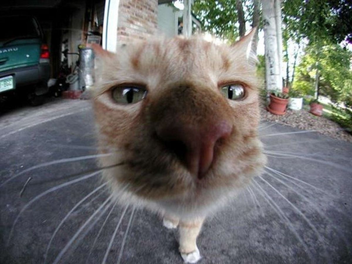 Name:  Cat_Fisheye.jpg
Views: 5434
Size:  124.2 KB