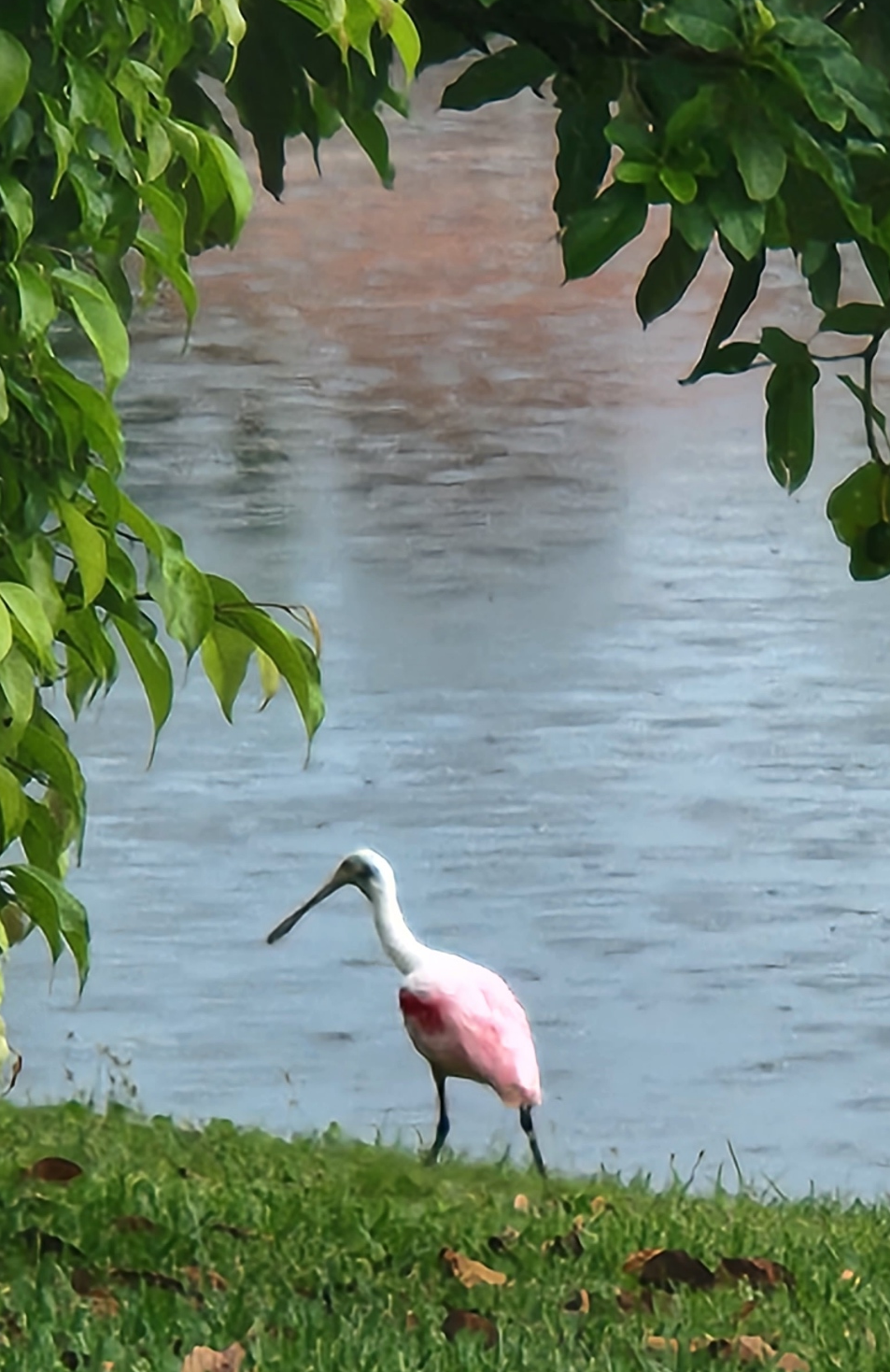 Name:  spoonbill.png
Views: 927
Size:  2.28 MB