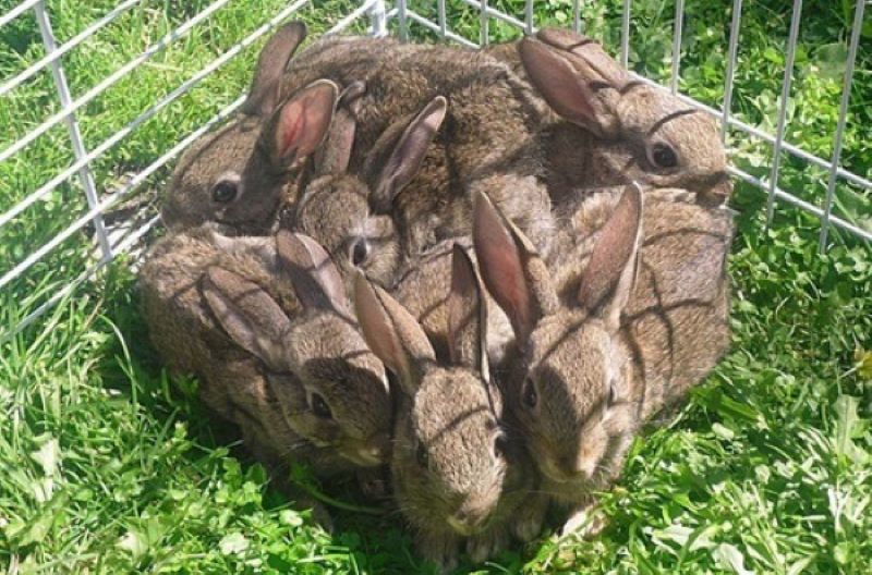 Name:  Bunnies..jpg
Views: 366
Size:  108.0 KB