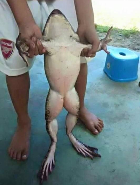 Name:  Frog..jpg
Views: 443
Size:  83.0 KB