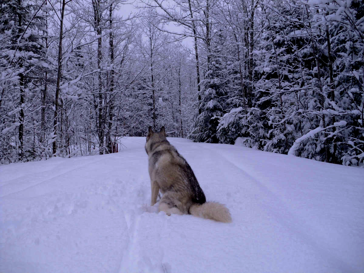 Name:  Snow dog. (1).jpg
Views: 1991
Size:  424.9 KB