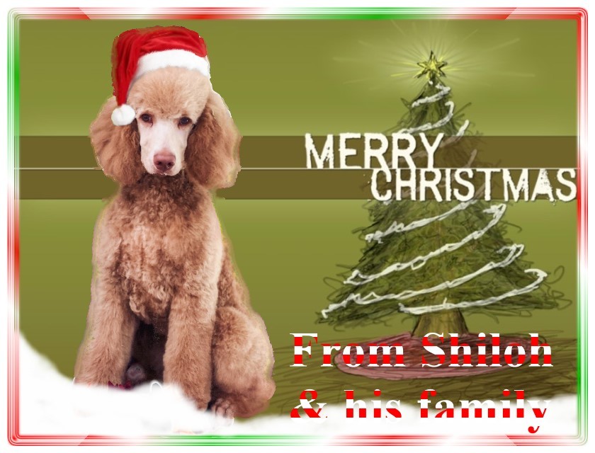 Name:  shiloh-christmas-card-2.jpg
Views: 5421
Size:  122.6 KB