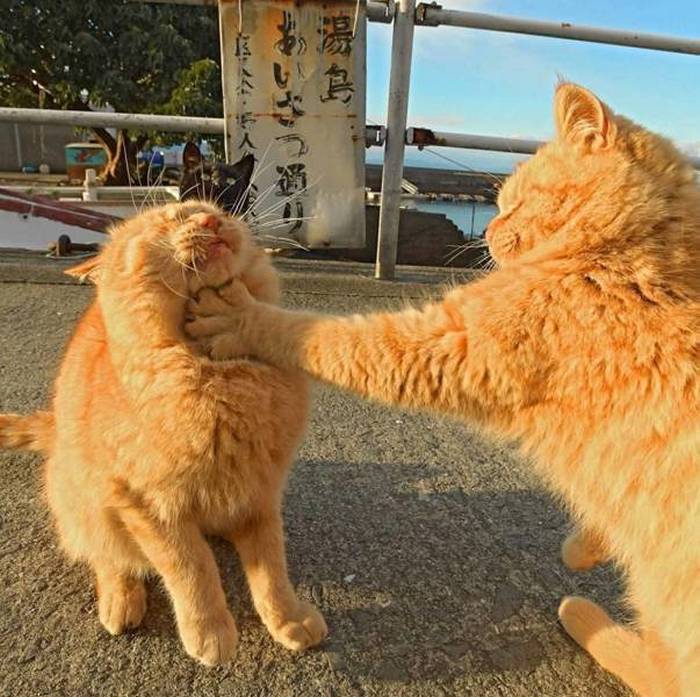 Name:  Catfight.jpg
Views: 351
Size:  81.3 KB