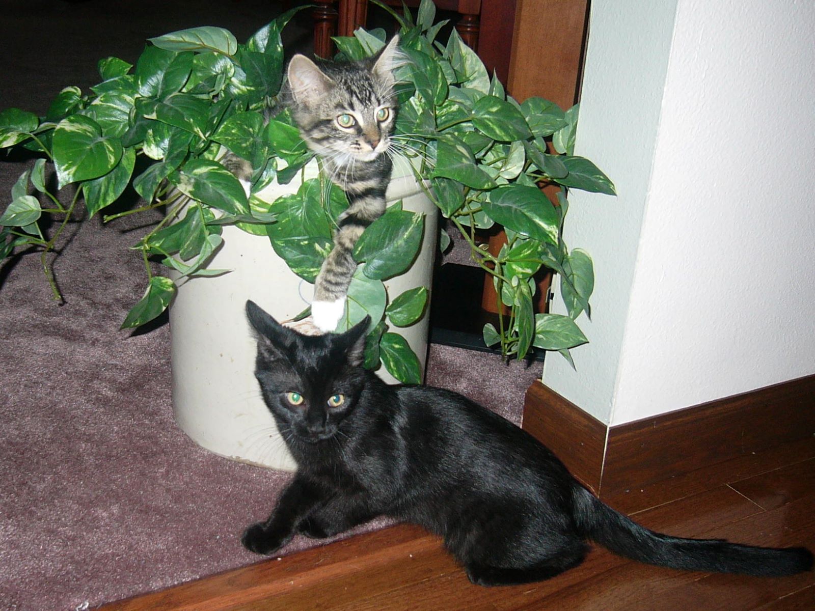 Name:  Tolouse and Allie kittens.jpg
Views: 327
Size:  311.0 KB