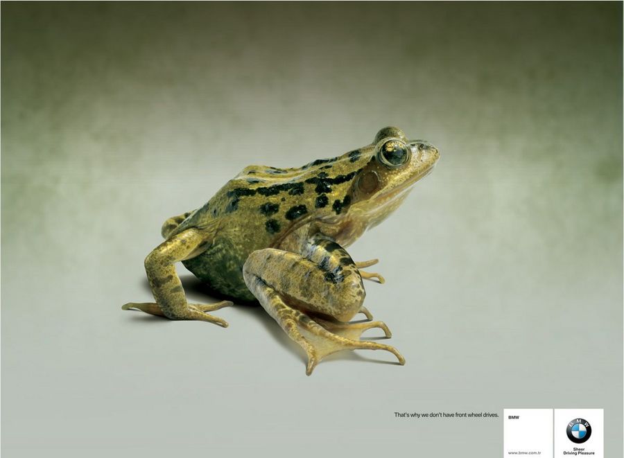 Name:  frog.jpg
Views: 4088
Size:  45.8 KB