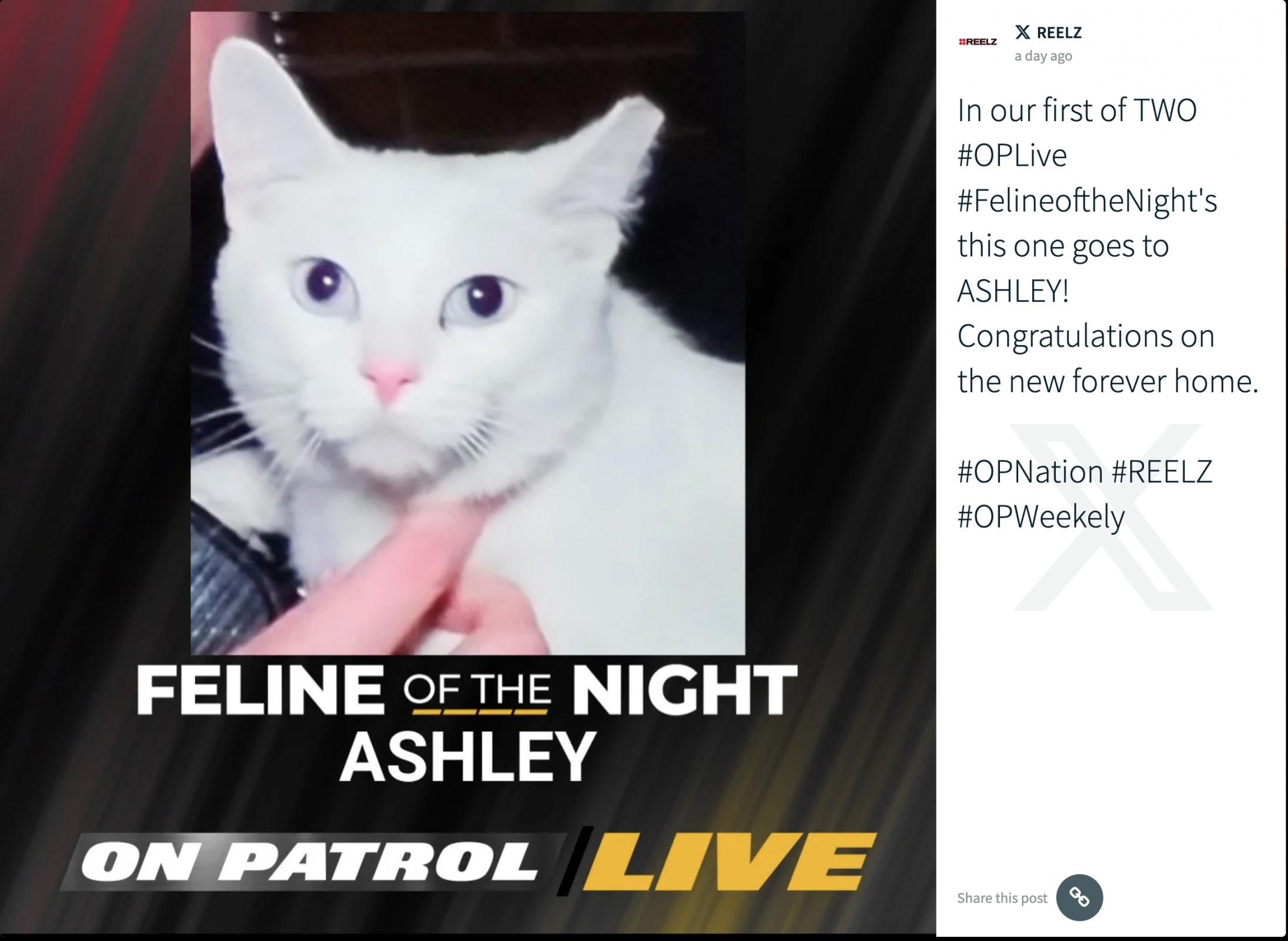 Name:  ashley-cat.jpg
Views: 151
Size:  181.2 KB