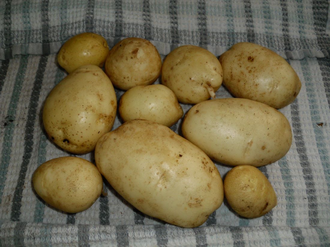 Name:  Potatoes.JPG
Views: 592
Size:  134.7 KB