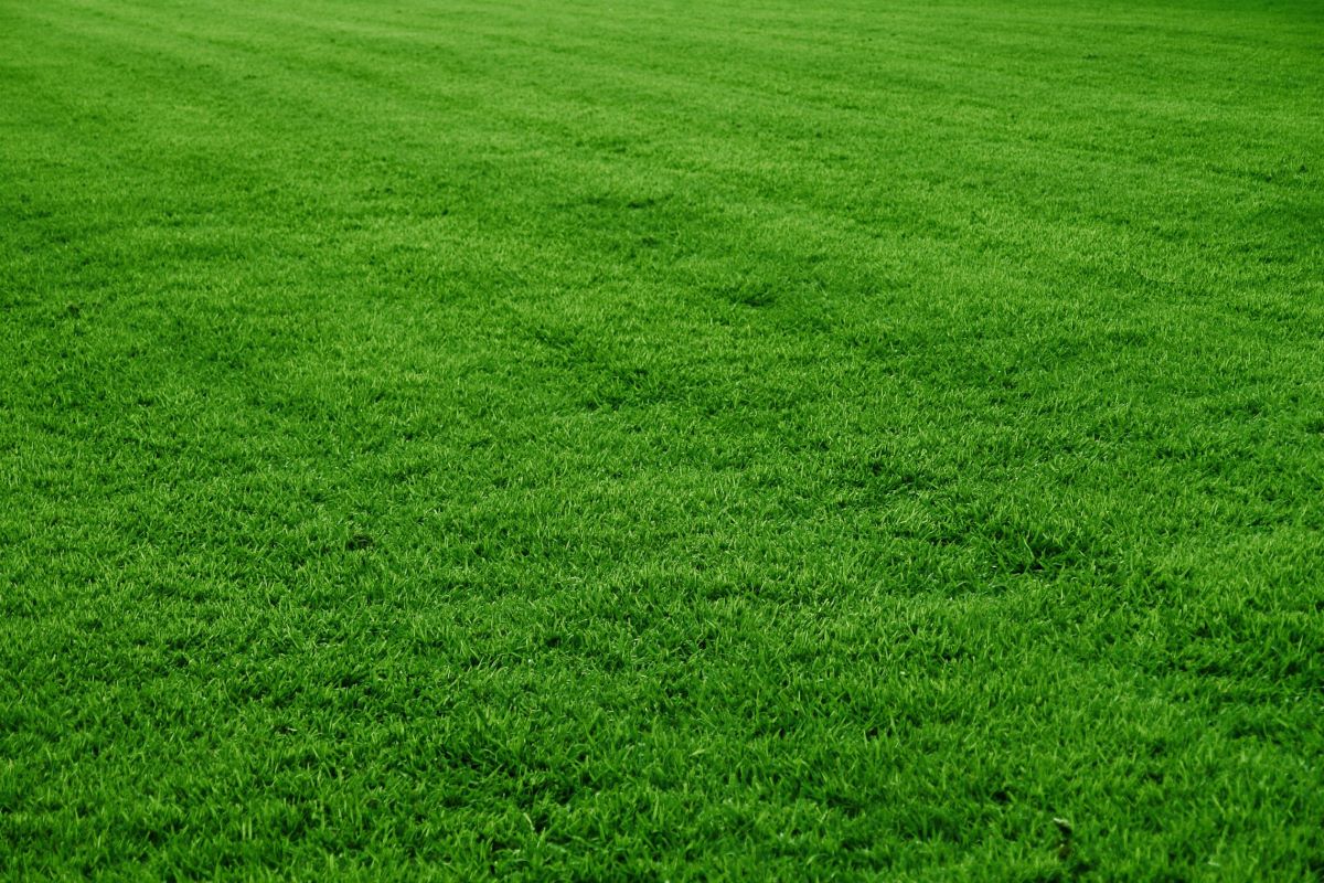 Name:  Lawn..jpg
Views: 255
Size:  265.7 KB