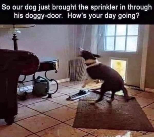 Name:  dog-sprinkler.jpg
Views: 1191
Size:  65.3 KB
