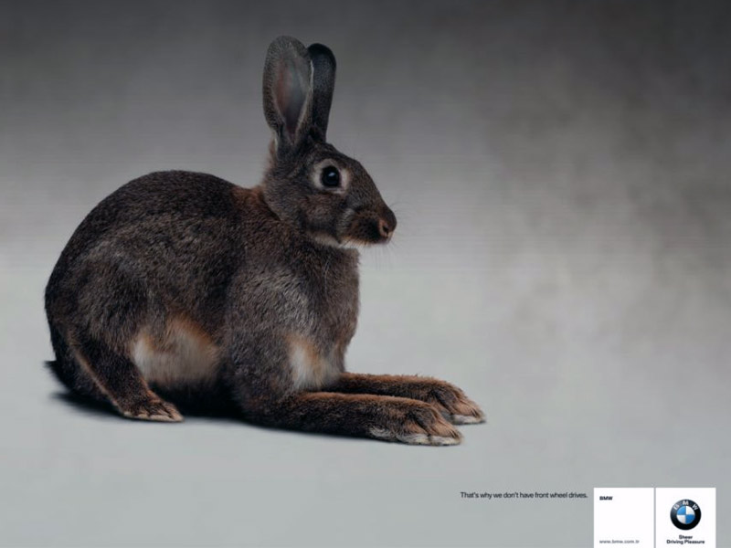 Name:  bunny.jpg
Views: 3946
Size:  55.3 KB