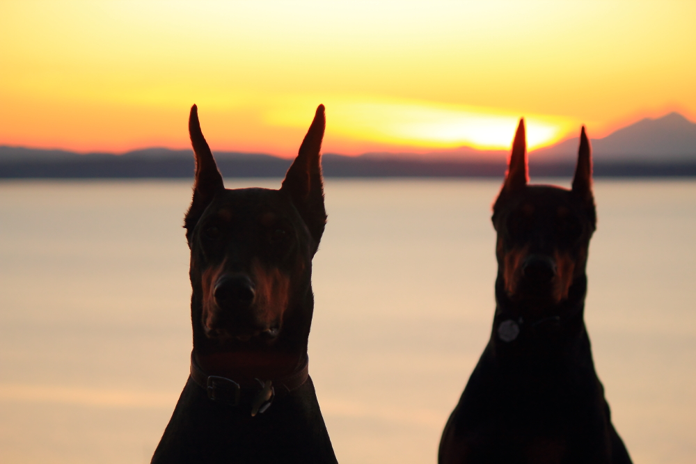 Name:  Dogs sunset.JPG
Views: 3749
Size:  335.8 KB