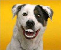 Bristle Hound's Avatar