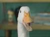 quackbury's Avatar