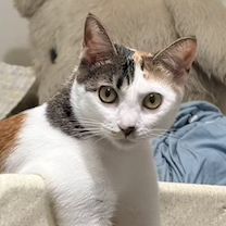 nekohara's Avatar
